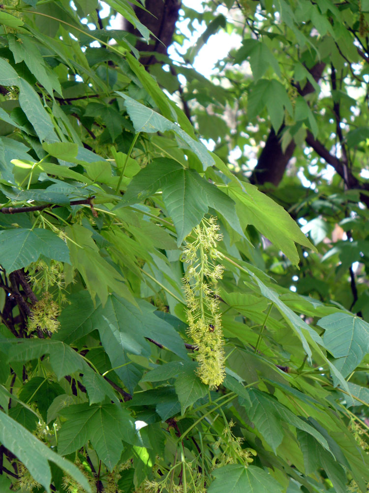 Image of Acer pseudoplatanus specimen.