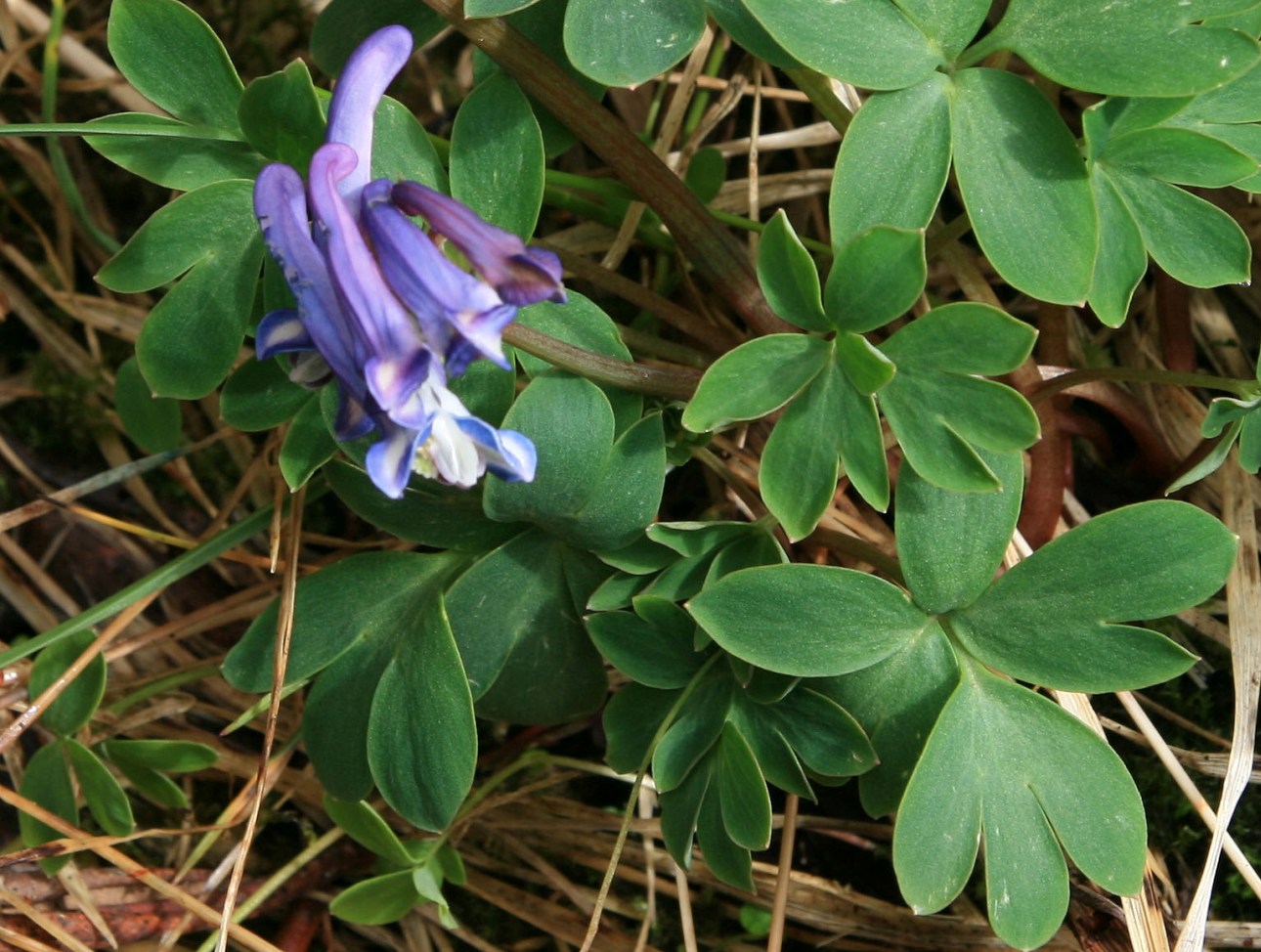 Изображение особи род Corydalis.