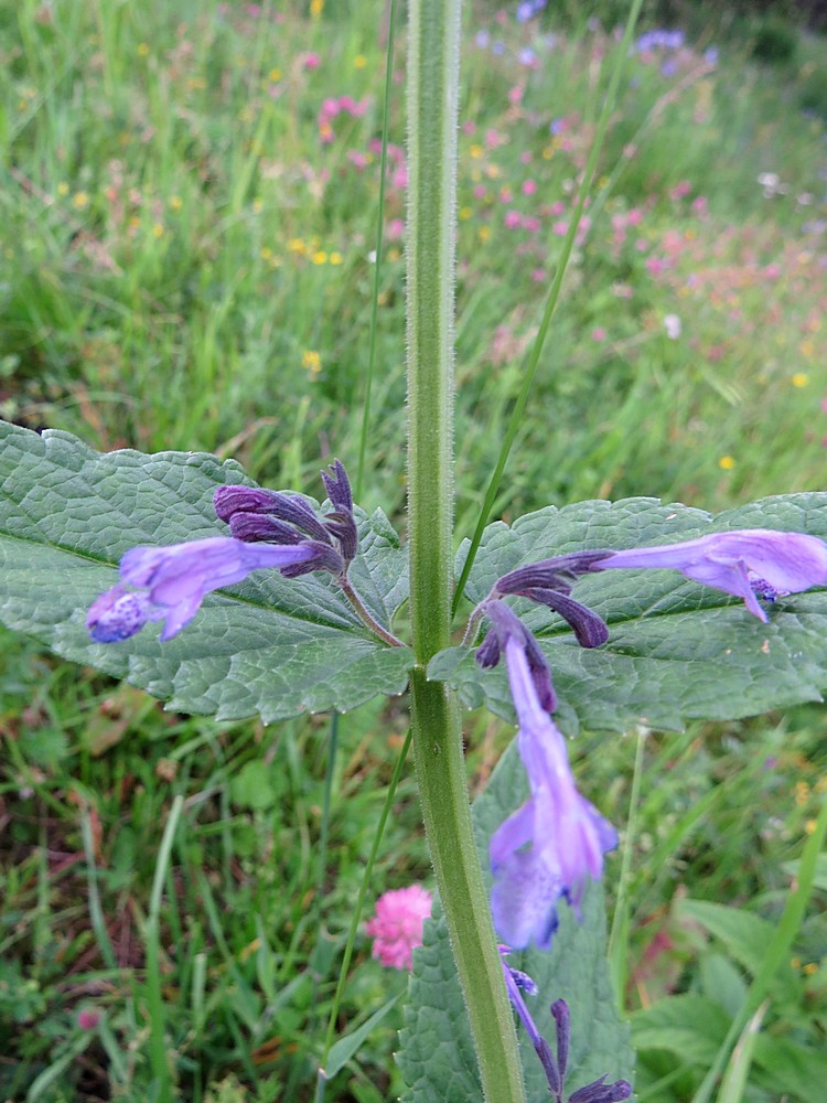 Изображение особи Nepeta sibirica.