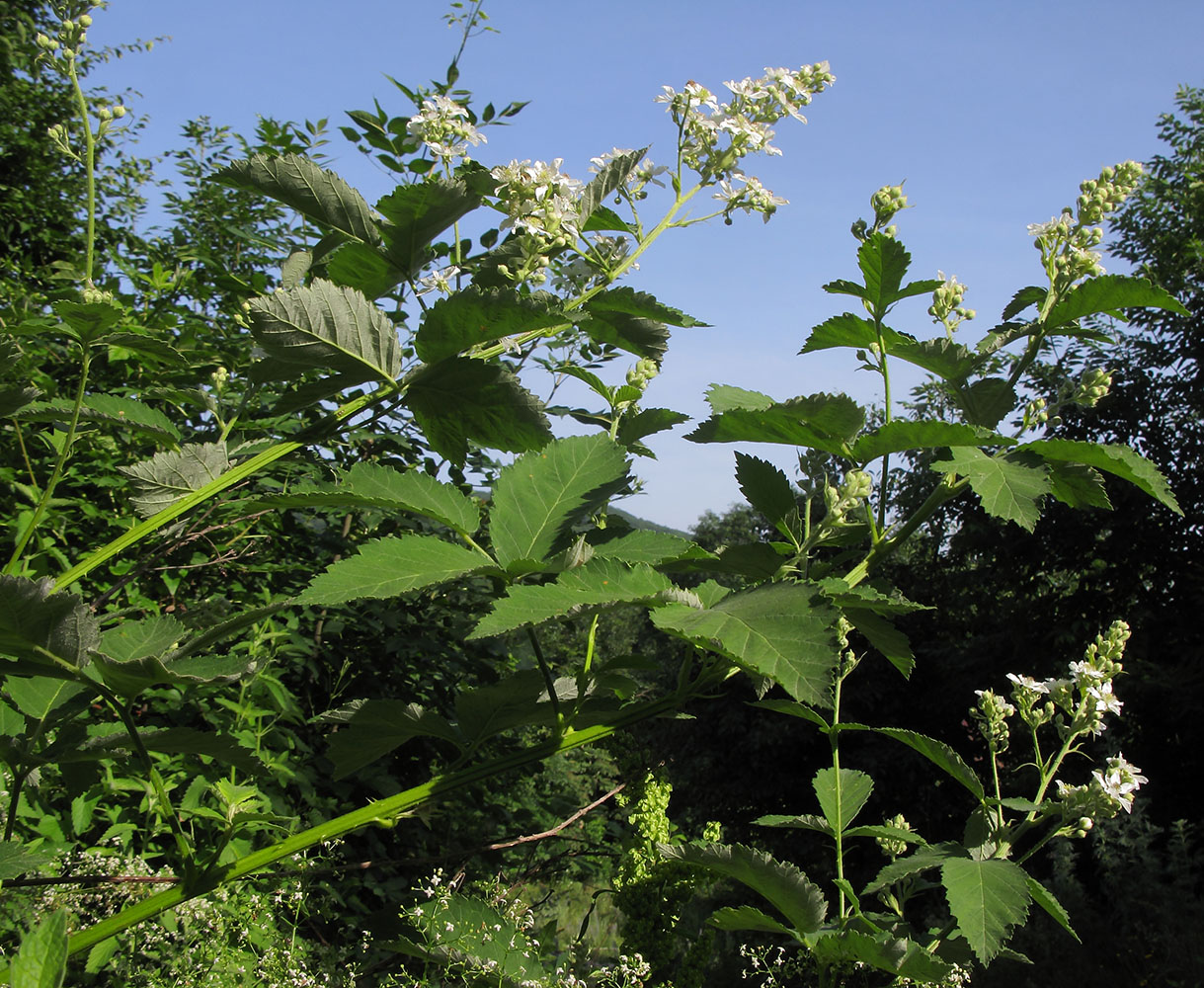 Изображение особи Rubus lloydianus.