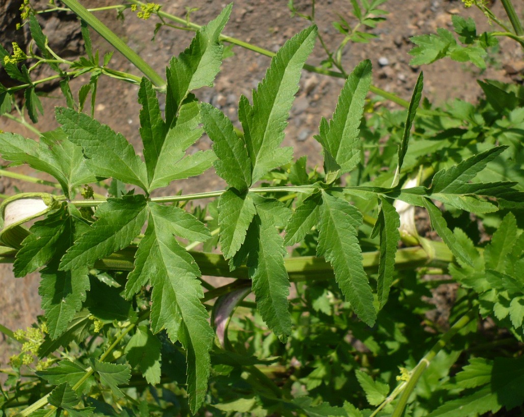 Изображение особи Pastinaca sylvestris.