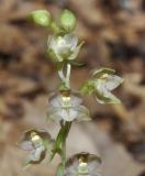 Epipactis helleborine ssp. degenii