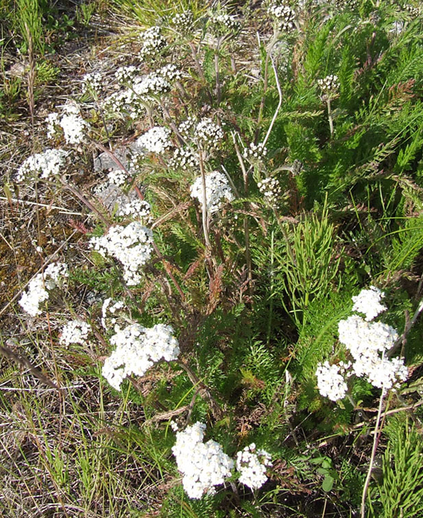 Изображение особи Achillea apiculata.