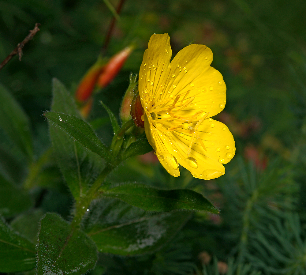 Изображение особи Oenothera pilosella.