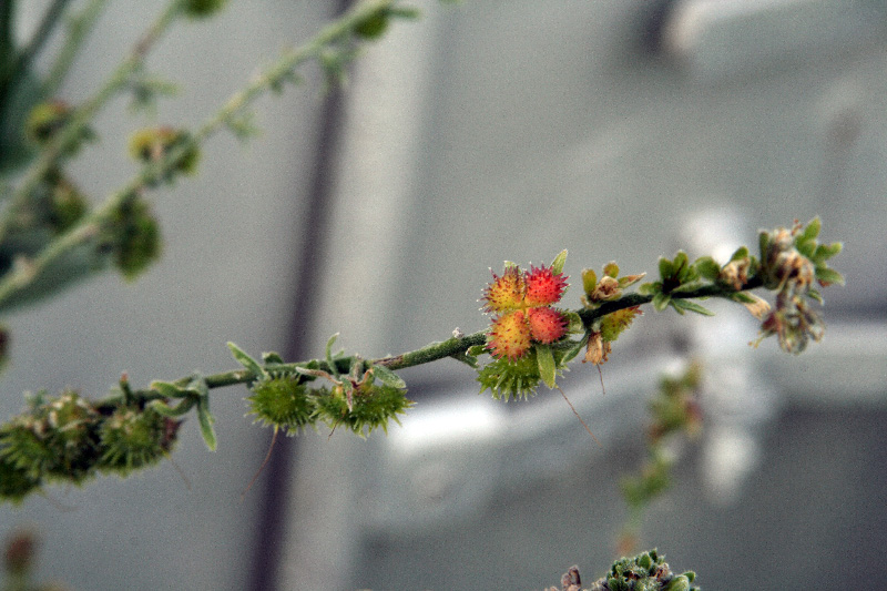 Изображение особи Solenanthus circinnatus.