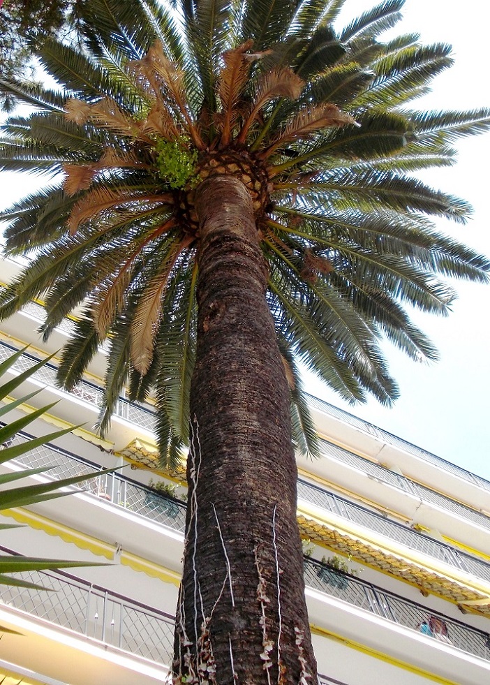 Image of Phoenix canariensis specimen.