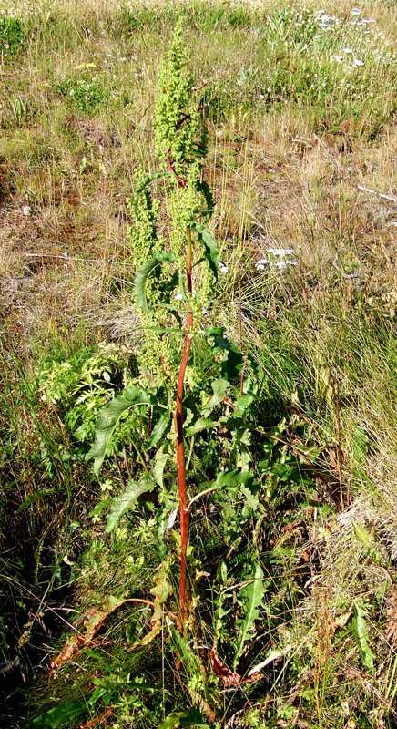 Изображение особи Rumex longifolius.