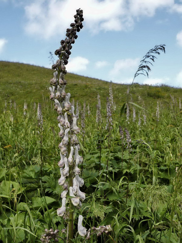 Изображение особи Aconitum orientale.