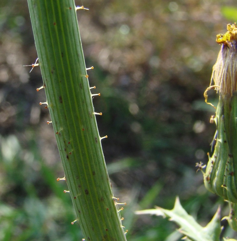 Image of Sonchus asper specimen.