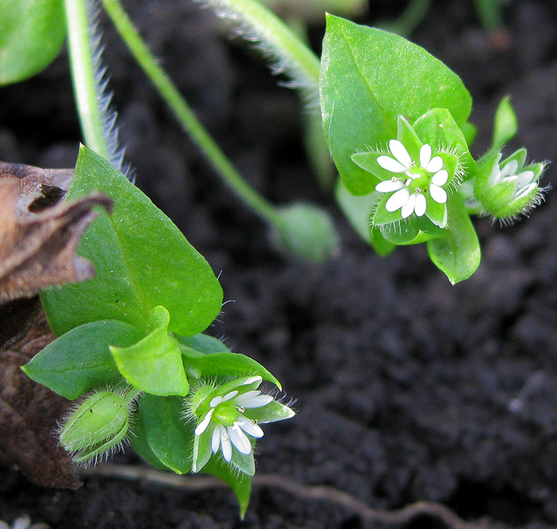 Image of Stellaria media specimen.