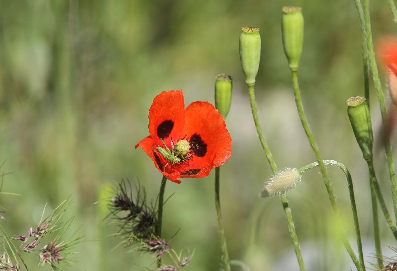 Изображение особи Papaver litwinowii.