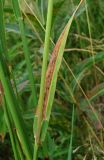 Phleum pratense. Поражённый лист. Окр. Архангельска, рудеральное место. 12.08.2015.