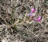 Oxytropis ammophila