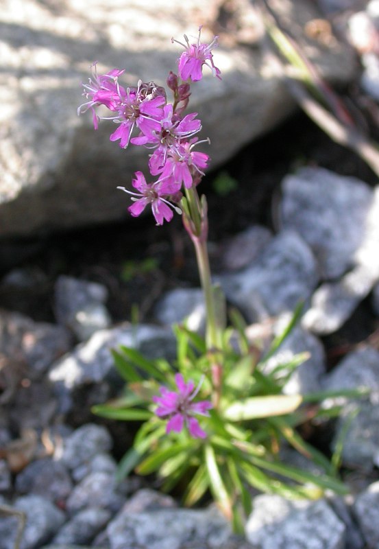 Image of Viscaria alpina specimen.