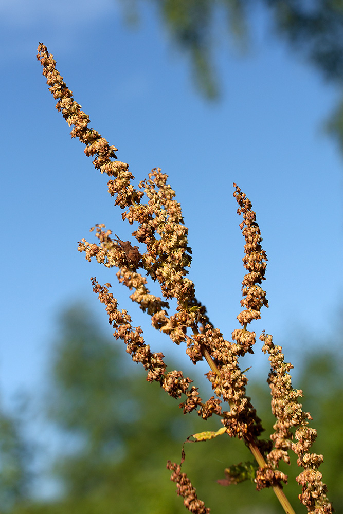 Image of Rumex sylvestris specimen.