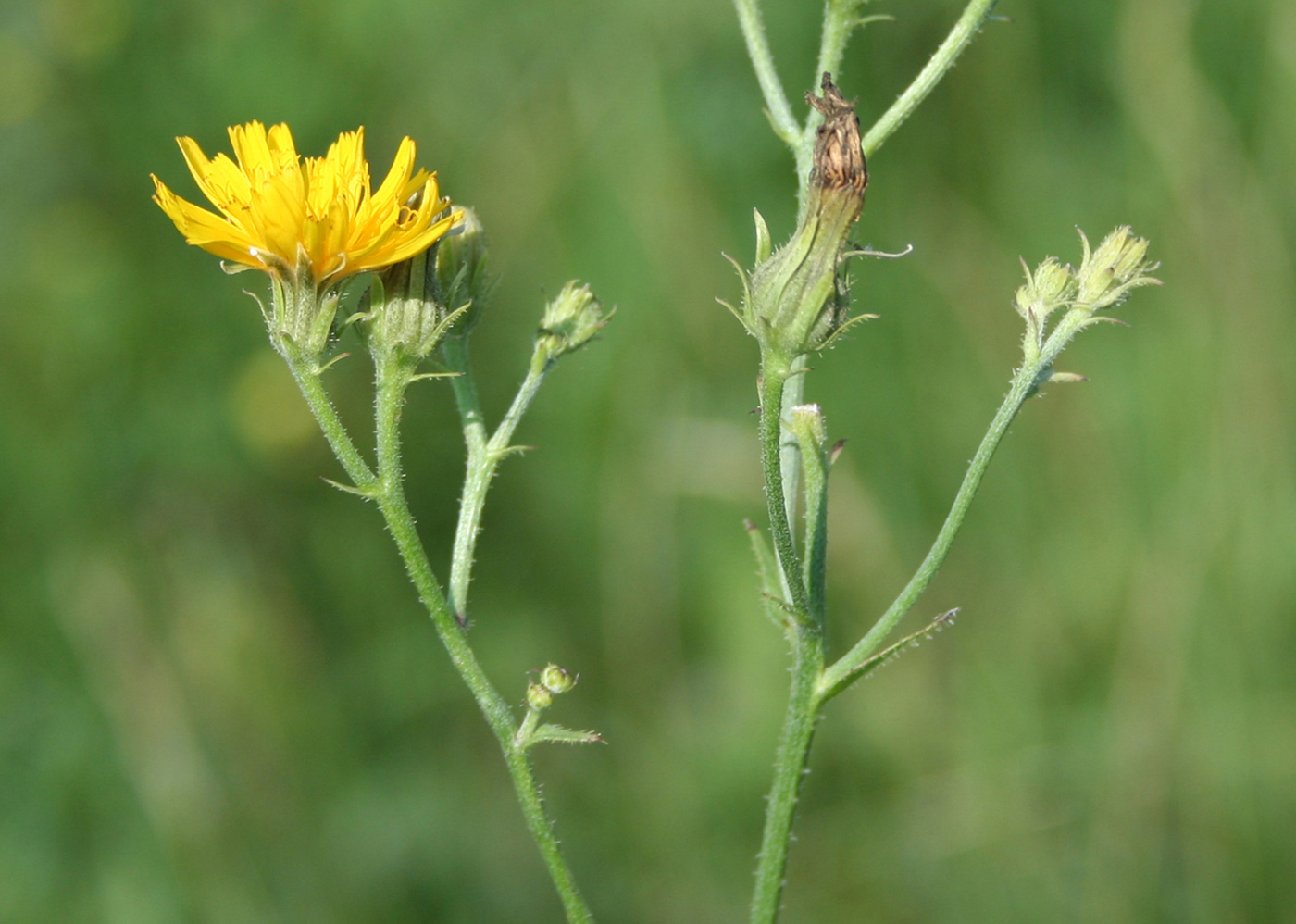 Image of Picris hieracioides specimen.