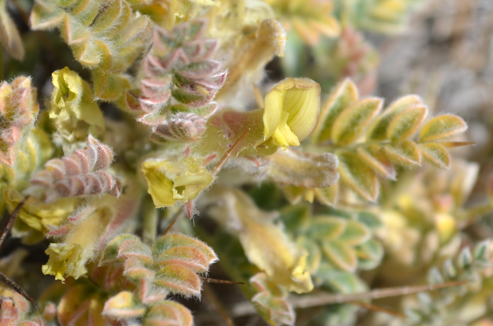 Image of Astragalus lasiosemius specimen.