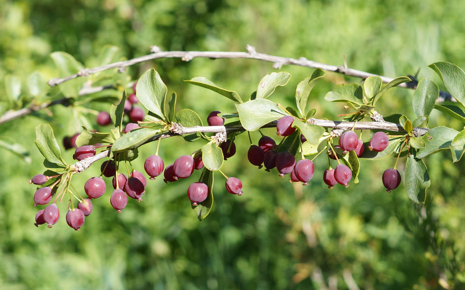 Image of Berberis sphaerocarpa specimen.