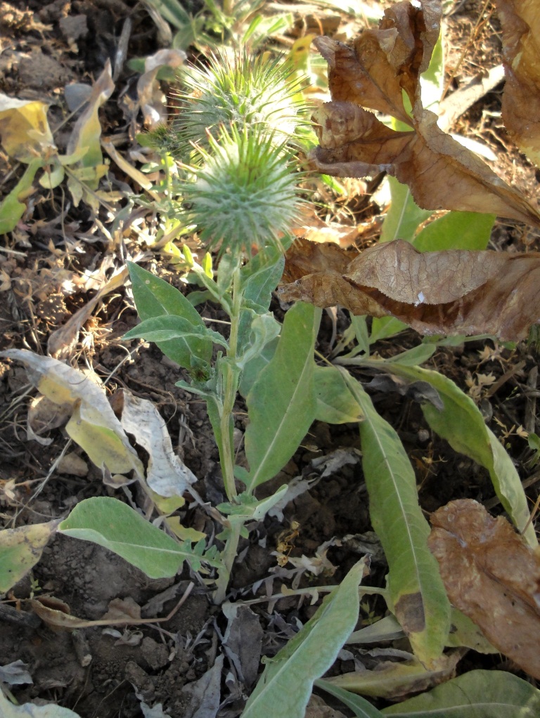 Image of Cousinia integrifolia specimen.