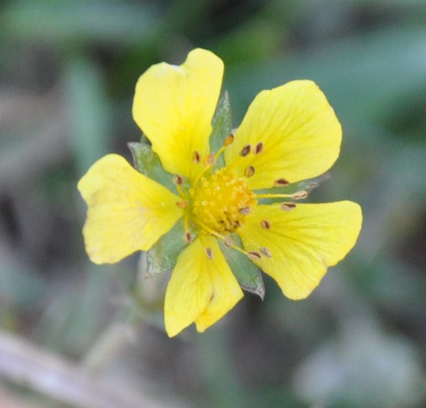 Image of genus Potentilla specimen.