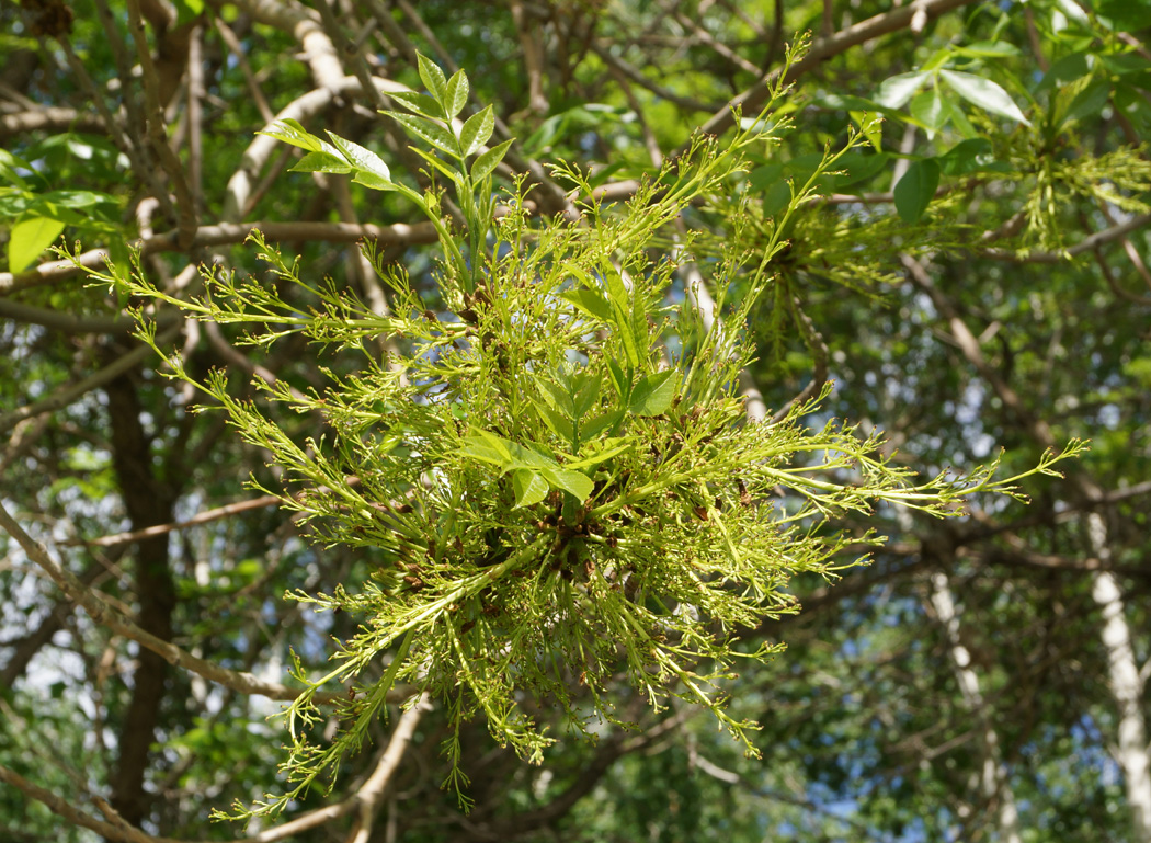 Изображение особи Fraxinus pennsylvanica.