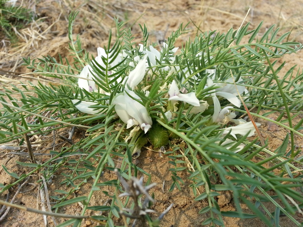 Изображение особи Oxytropis squammulosa.