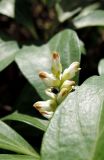 Pachysandra terminalis