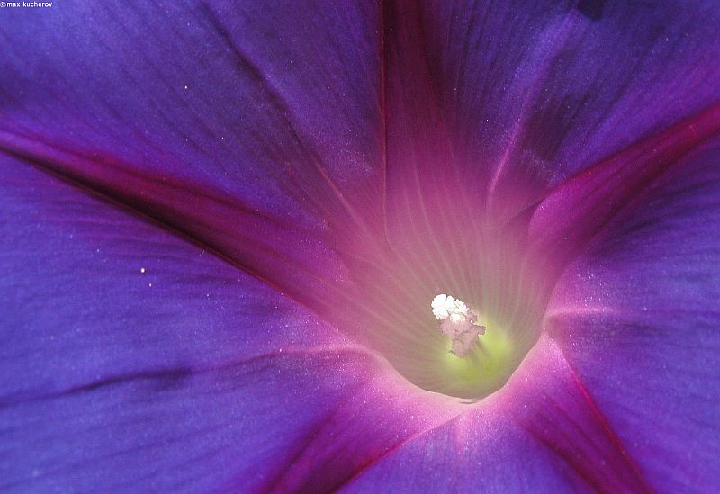 Изображение особи Ipomoea purpurea.