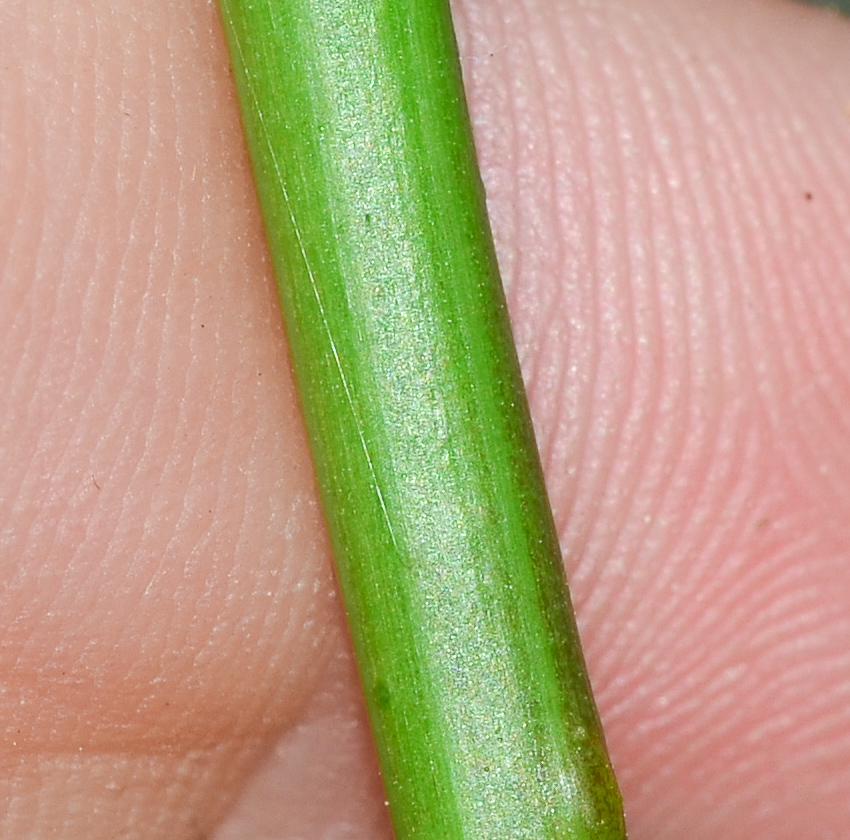 Image of Euphorbia graminea specimen.