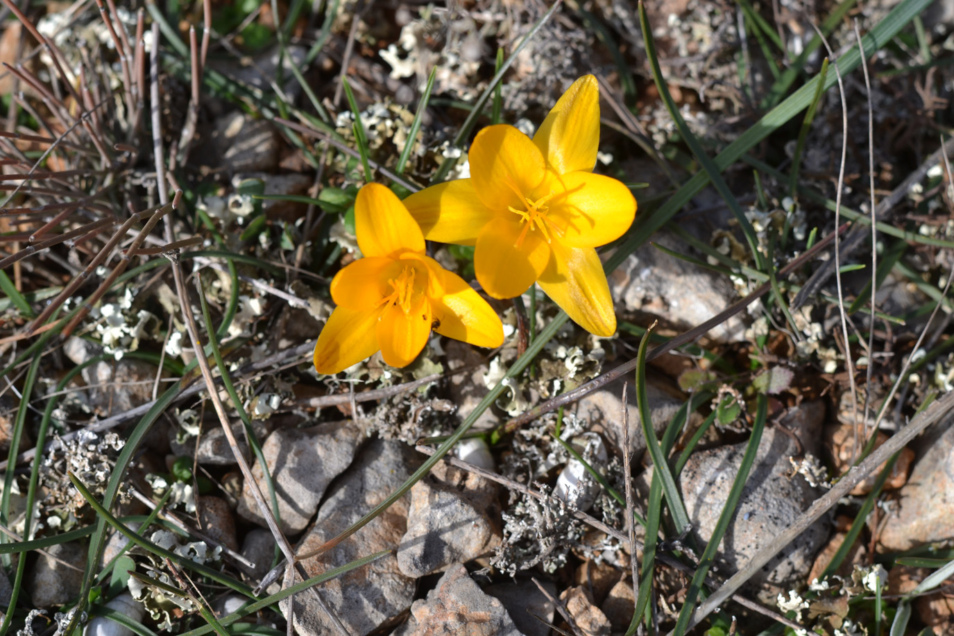 Изображение особи Crocus angustifolius.