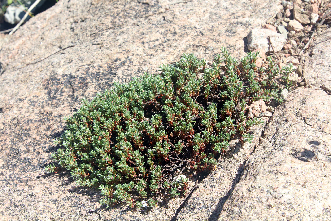 Image of Polygonum biaristatum specimen.