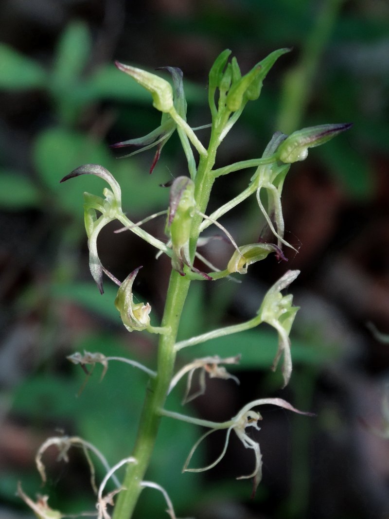 Image of Liparis krameri specimen.