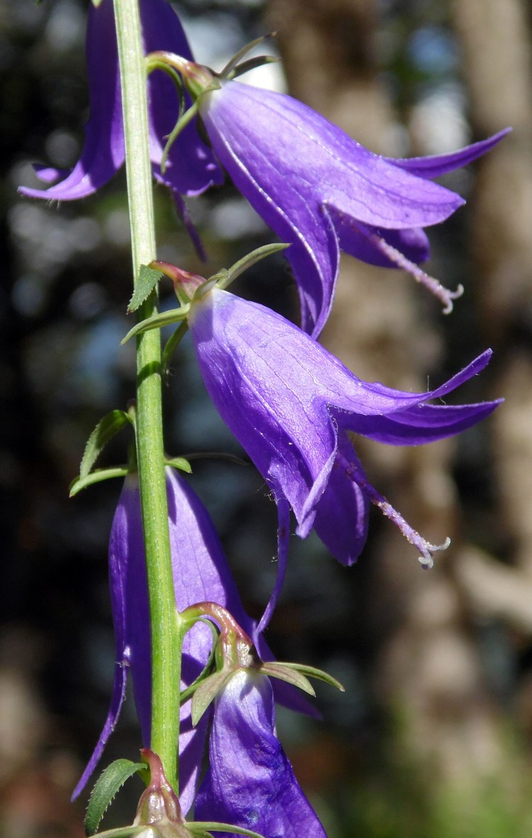 Image of Campanula rapunculoides specimen.