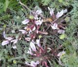 Astragalus testiculatus