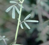 Astragalus melilotoides. Лист. Хакасия, окр. с. Аршаново, степь на песках. 22.07.2016.