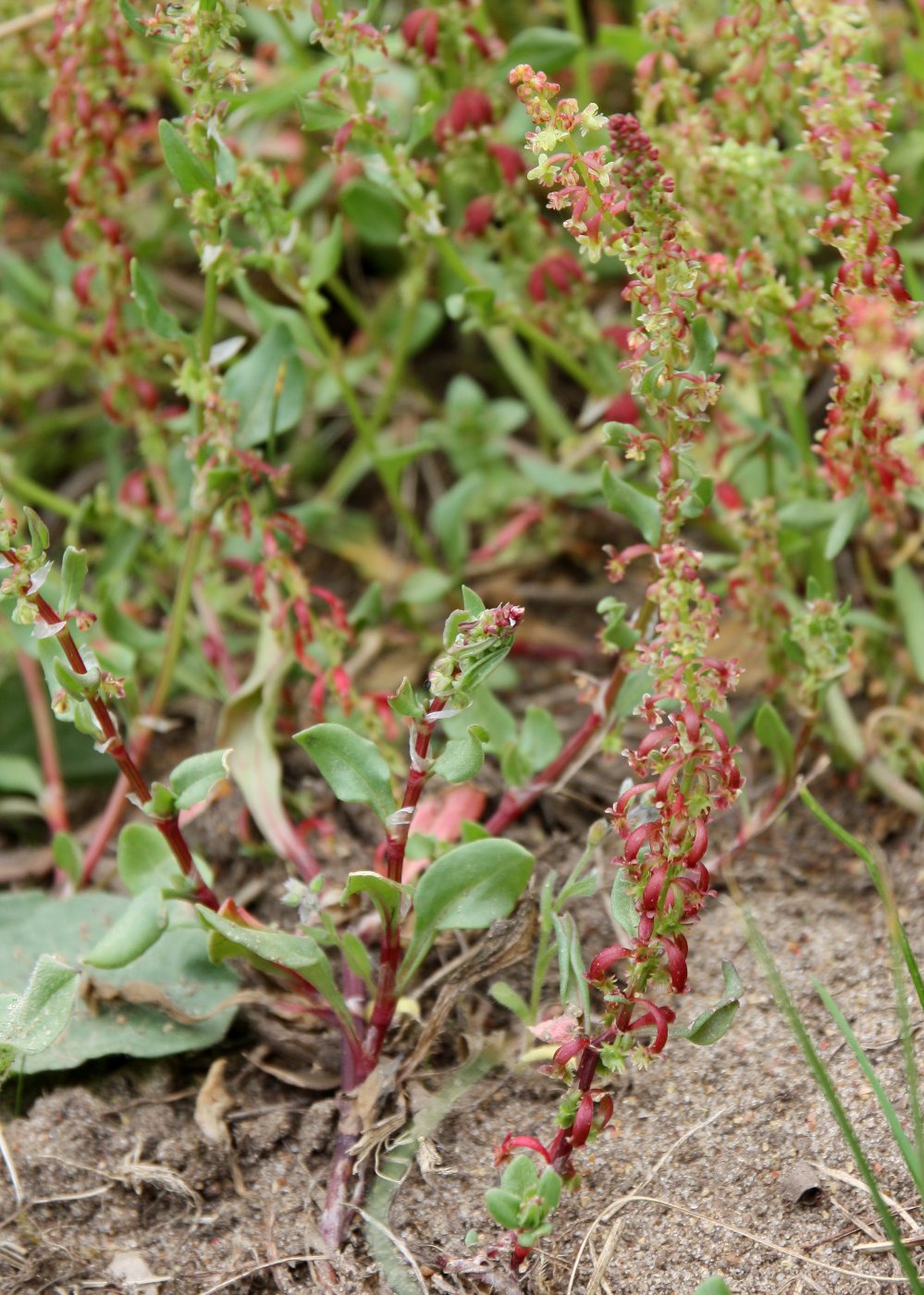 Изображение особи Rumex bucephalophorus.