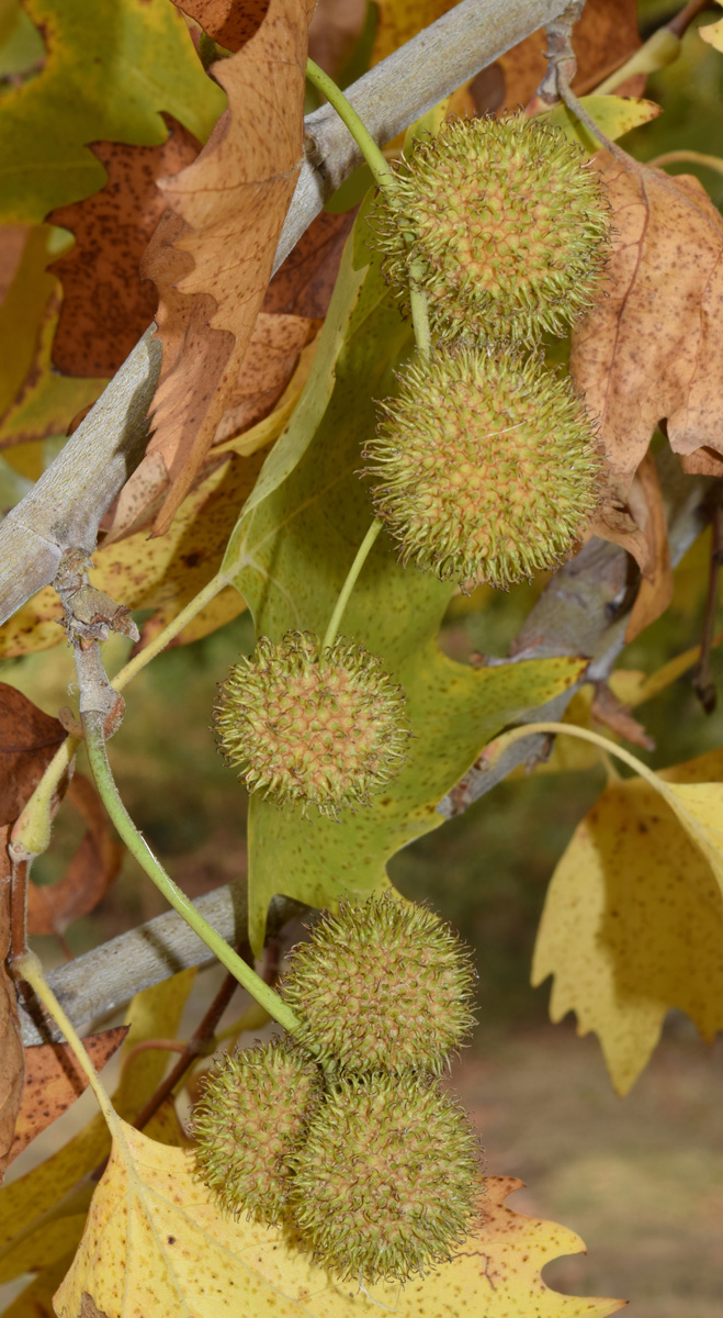 Image of Platanus orientalis specimen.