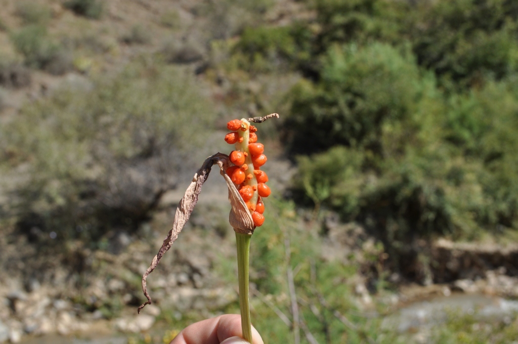 Image of Arum rupicola specimen.