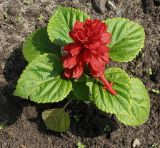 Salvia splendens