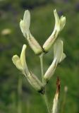 Astragalus pallescens