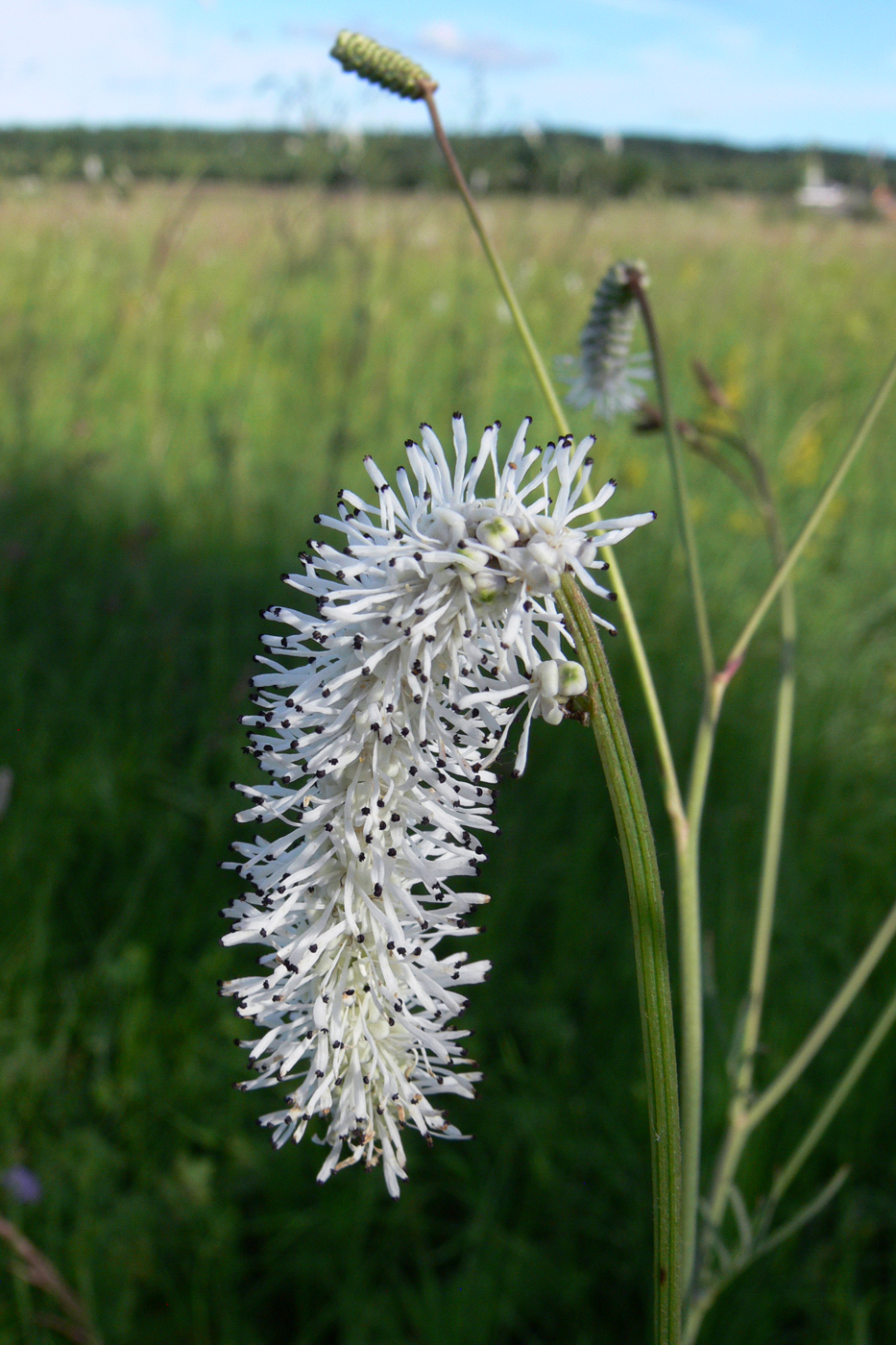 Image of Sanguisorba parviflora specimen.