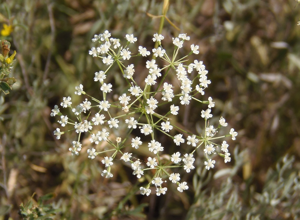 Image of Falcaria vulgaris specimen.