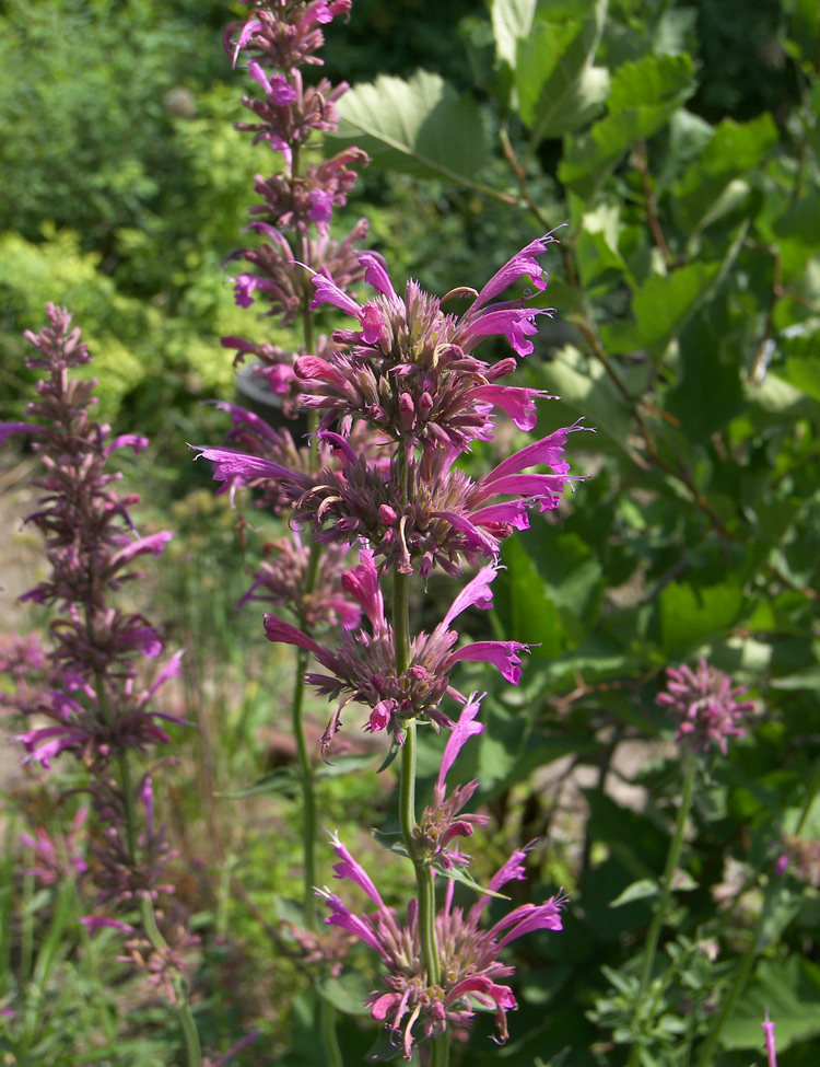 Изображение особи Agastache mexicana.