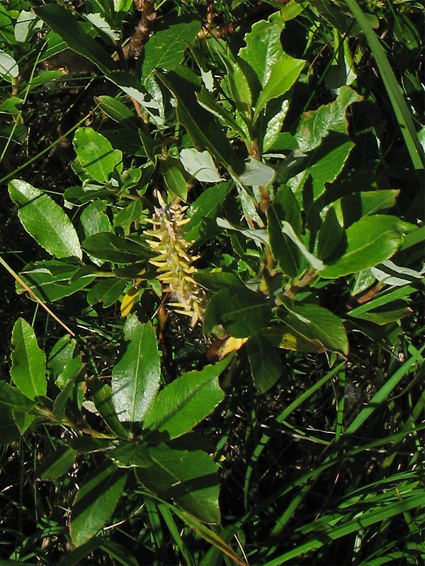 Изображение особи Salix rhaetica.