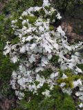 Physcia adscendens. Слоевище на камне. Украина, г. Запорожье, о-в Хортица, северная часть. 14.03.2009.