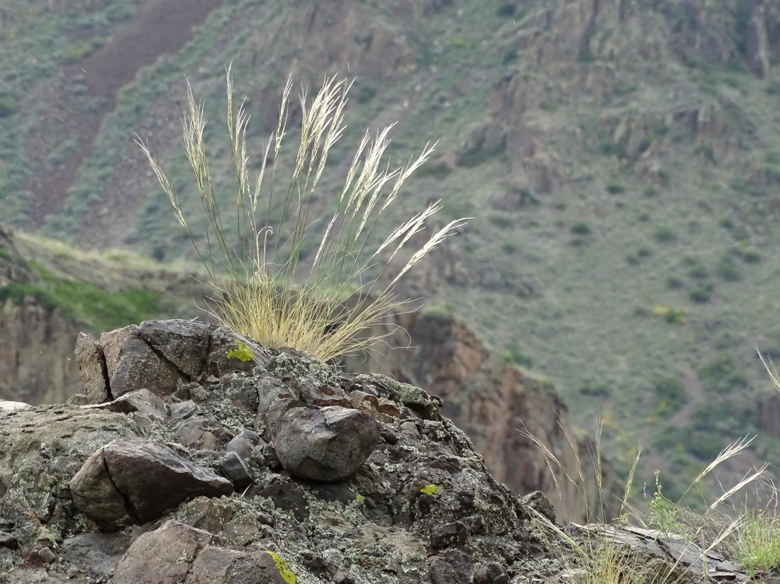 Image of Stipa caucasica specimen.