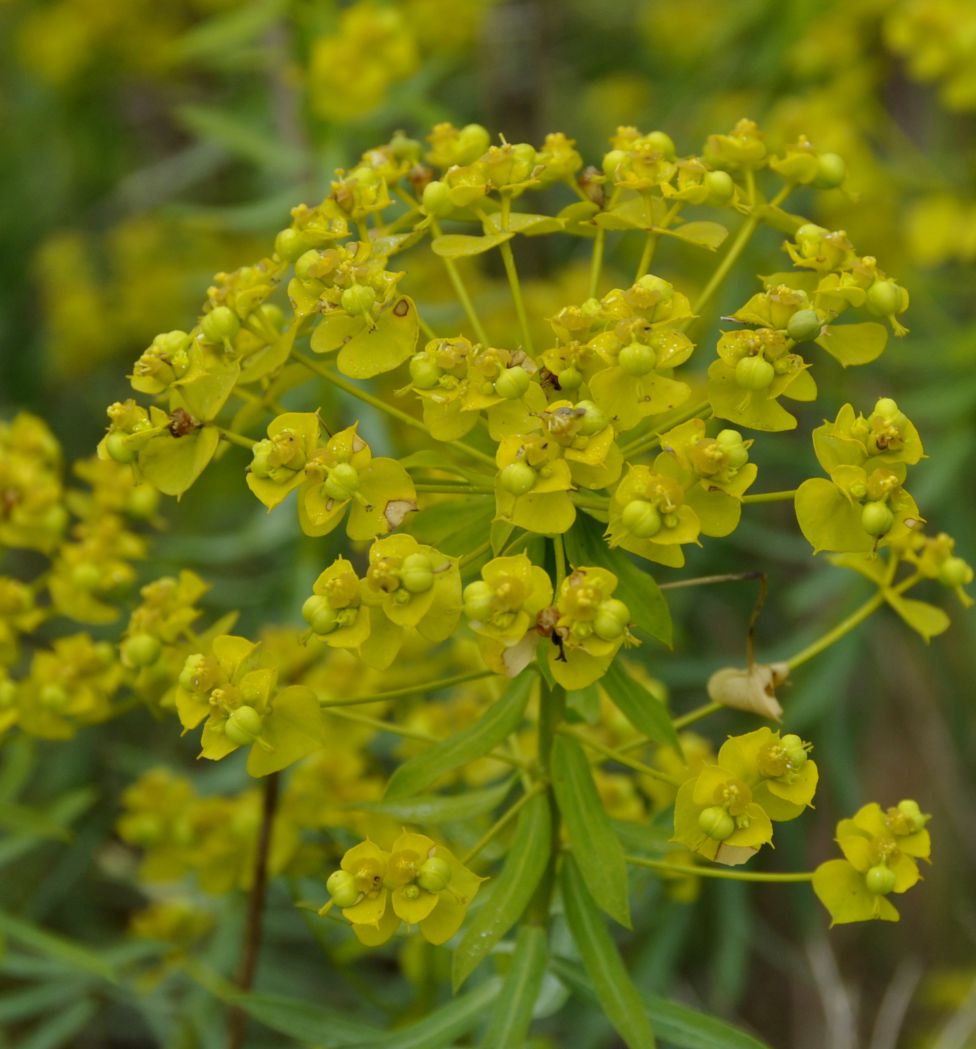 Image of genus Euphorbia specimen.