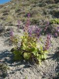 Salvia verticillata. Цветущее растение. Ульяновская обл., Карсунский р-н, окр. с. Теньковка, гряда мергелисто-меловых склонов к р. Урень и её правому притоку к северу и востоку от села. 7 июля 2015 г.