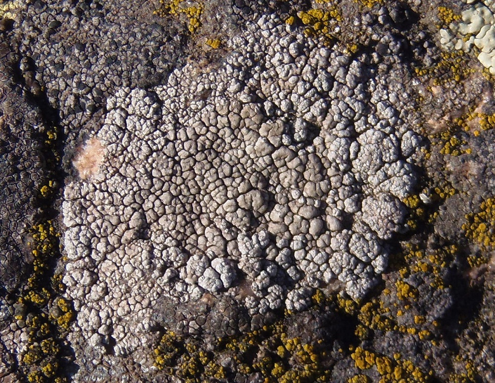 Image of familia Lecanoraceae specimen.