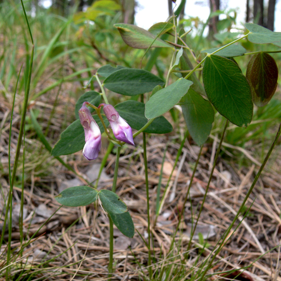 Image of Lathyrus humilis specimen.